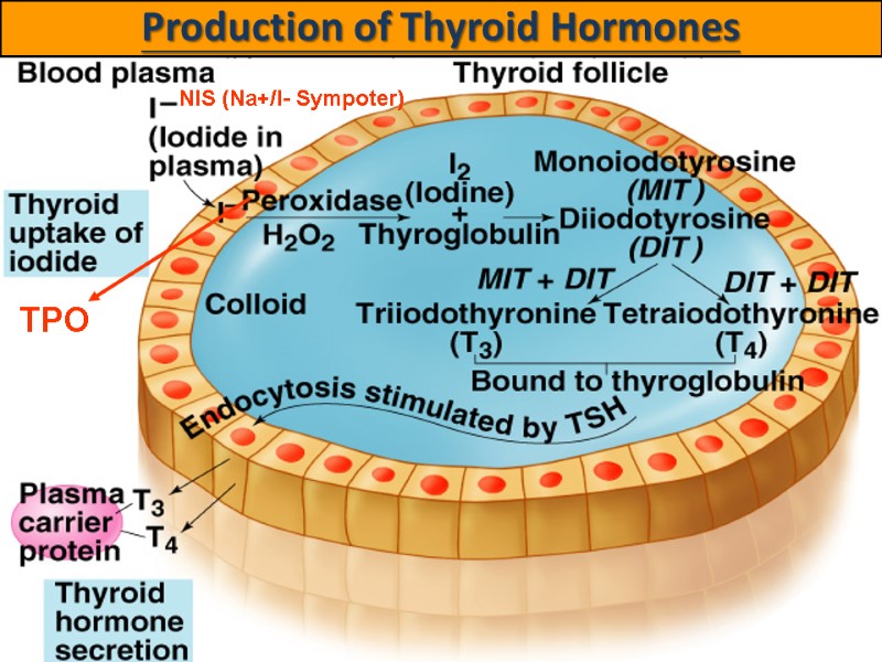 Production of Thyroid Hormones NIS (Na+/I- Sympoter) TPO